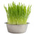 Pet Bowl-Grow your own Dog Grass!
