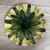  Handmade Pottery Serving Plate with Hand-Painted Green and Yellow Flowers. One of a kind!