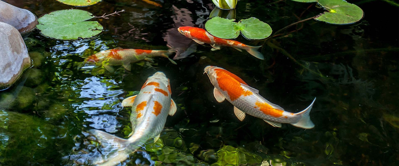Fish Food
