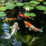 Pond Dye in Water Gardens