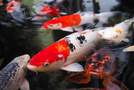Fish Care - CrystalClear