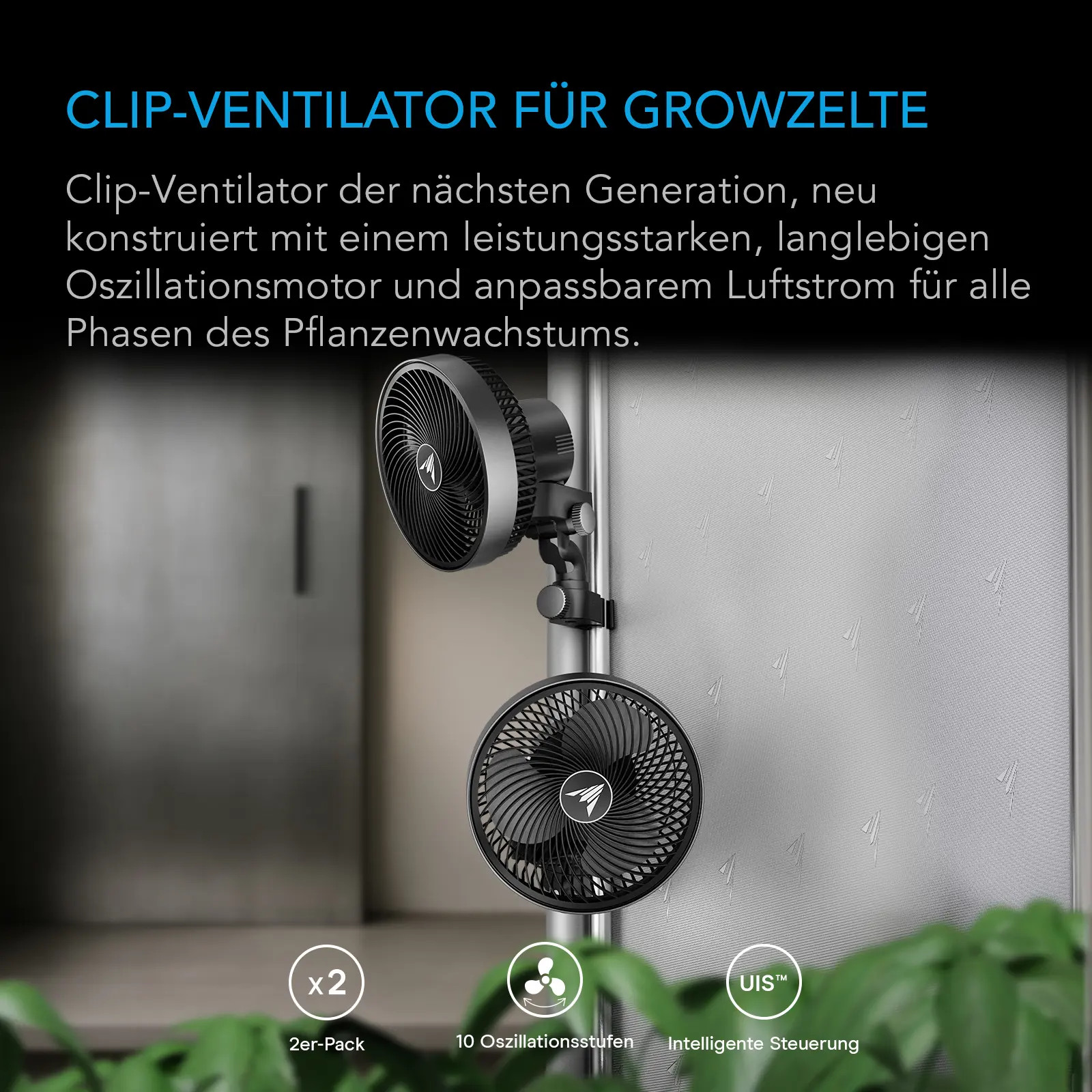 palme zimmerpflanze kaufen Kentia palm | 160 cm | Online kaufen main image 0