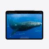Apple 11inch iPad Pro WiFi + Cellular 2TB with Standard glass - Silver (MVW83X/A)