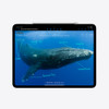 Apple-11inch-iPad-Pro-WiFi-+-Cellular-1TB-with-Nano-texture-Glass---Silver-(MWRQ3X/A)-MWRQ3X/A-Rosman-Australia-3