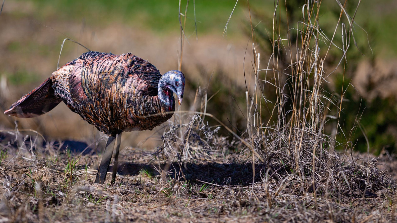 Montana Decoy Company Miss Purrfect XD Turkey Hen Decoy