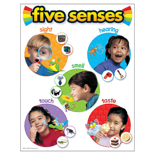 Five Senses Learning Chart, 17'' x 22''