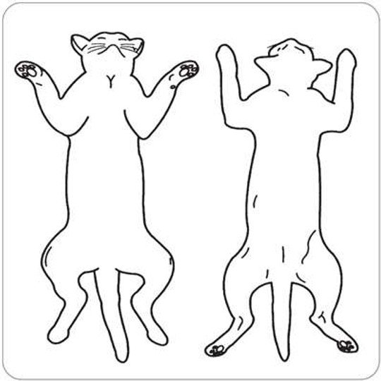 Veterinary Feline Picture Front/Back Label - 2-1/2"W x 2-1/2"H -  White - 320/Roll