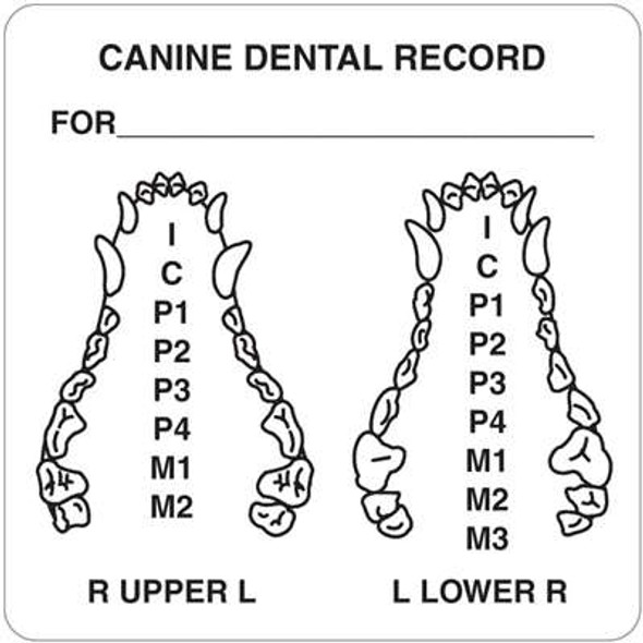 Canine Dental Record 2-1/2" x 2-1/2" White