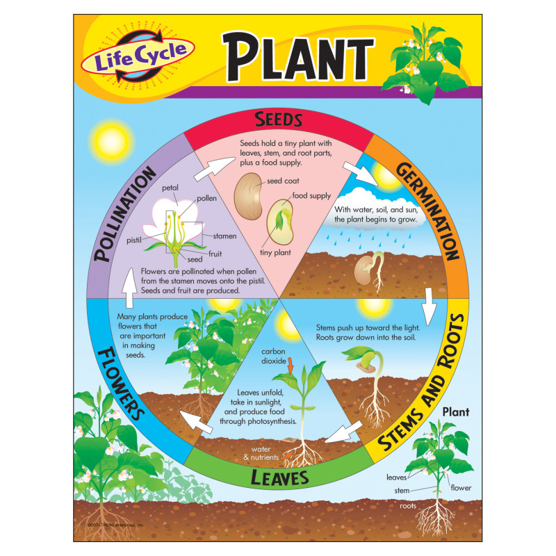 Life Cycle of a Plant Learning Chart, 17'' x 22''