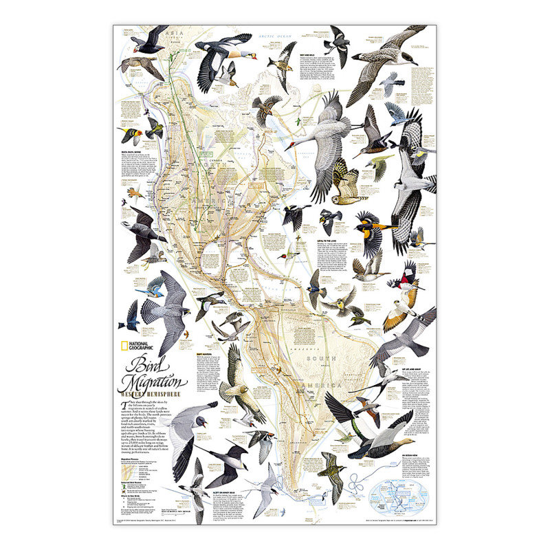 Bird Migration, Western Hemisphere Map, Laminated, 2.25'' x 3.25''