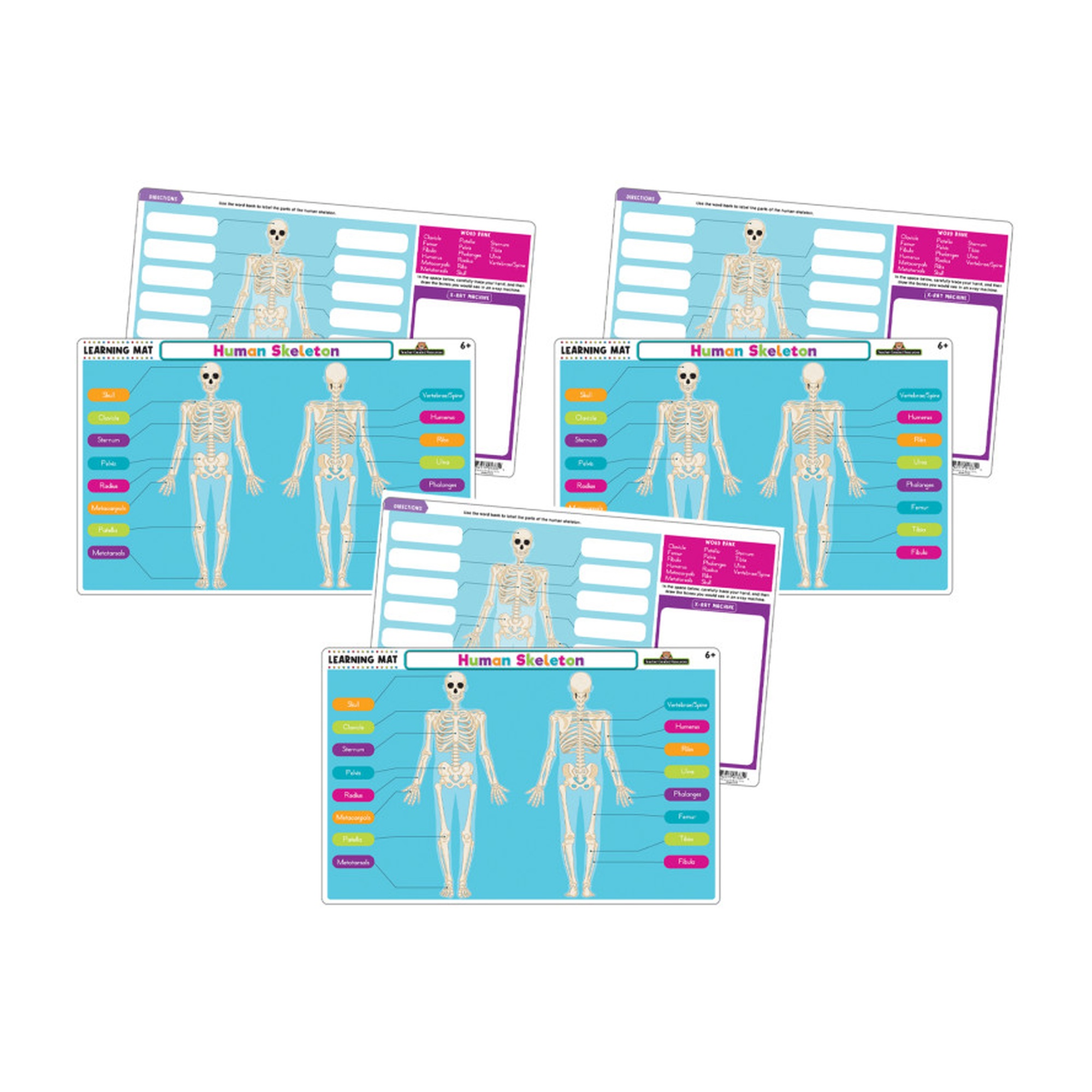 Human Skeleton Dry-Erase Learning Mats, 3-Pack