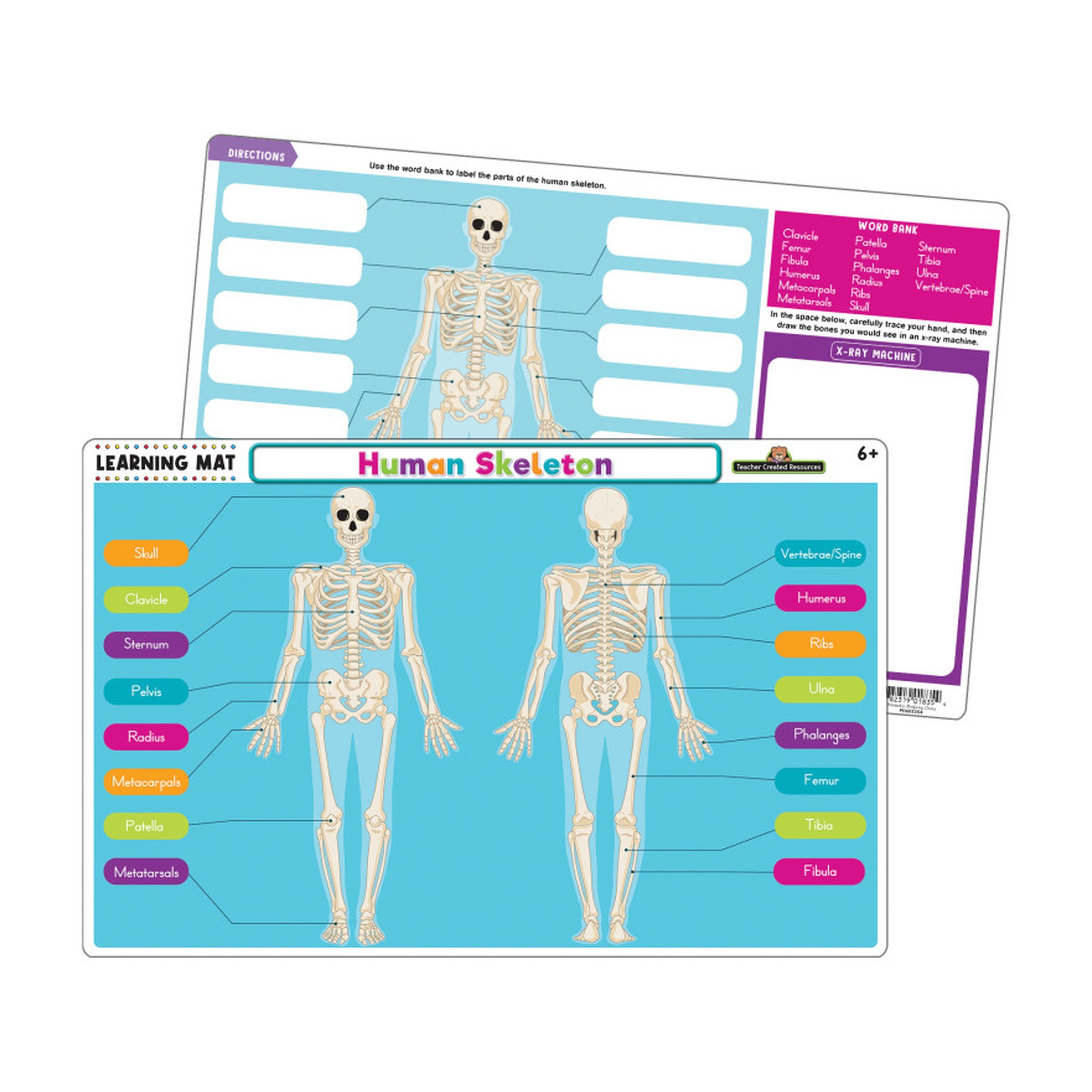 Dry-Erase Human Skeleton Learning Mat