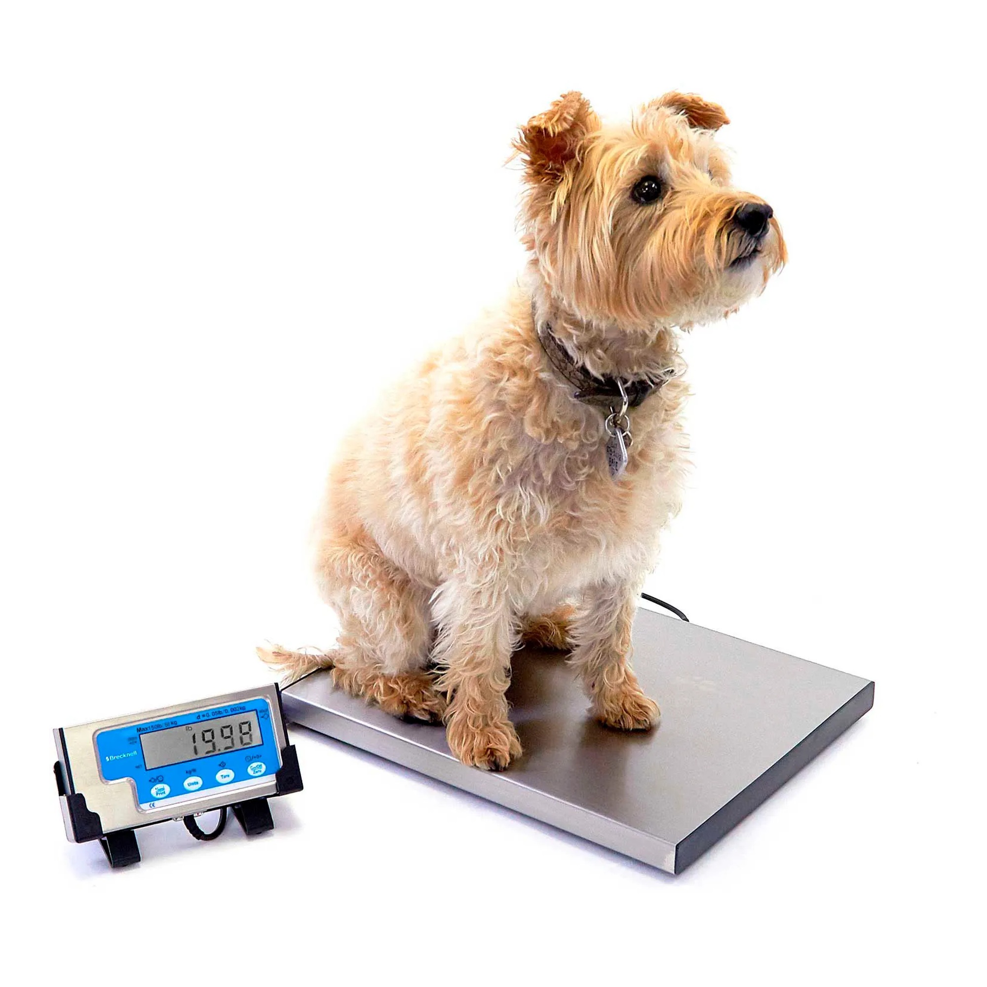 Digital bench scale with stainless steel 15 x 12 inch platform and LCD indicator