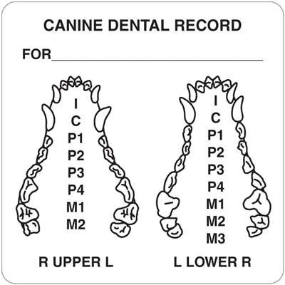 Canine Dental Record 2-1/2" x 2-1/2" White