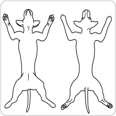 Veterinary Canine Physical Examination Picture Label Front/Back -  2-1/2"W x 2-1/2"H -  White - 320/Roll