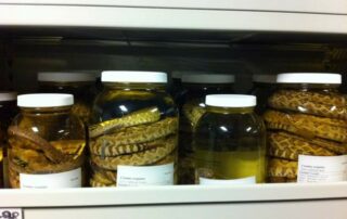 Rattle Snake Collection