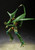 Cell First Form [Dragon Ball Z] (S.H. Figuarts)  **PRE-ORDER**