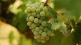 Chenin Blanc