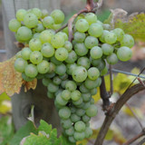 Sauvignon Blanc