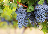 Cabernet Sauvignon