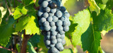 Grenache