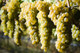 Viognier