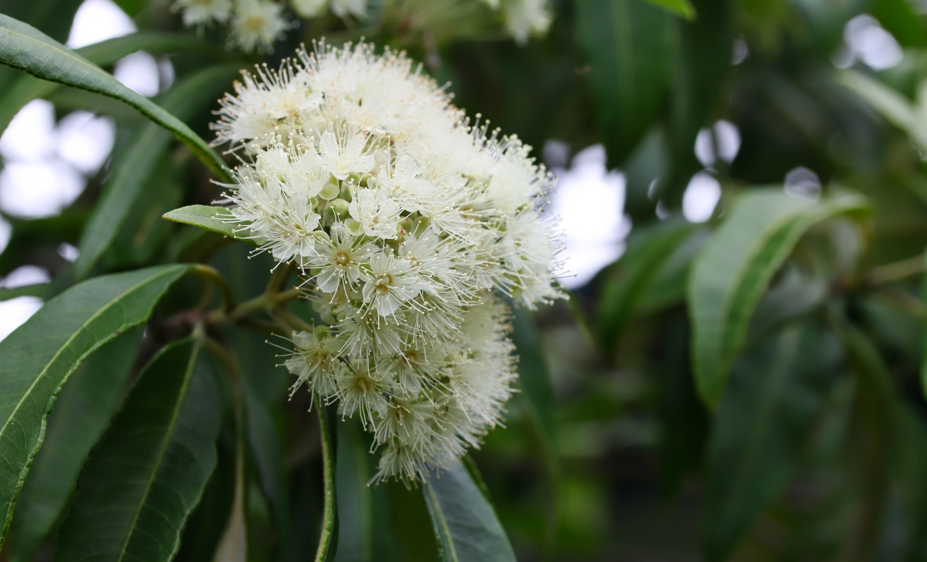 Is it Time to Talk More About Lemon Myrtle Benefits for Skin? KOYA SKIN