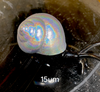 SolarColorDust.com Prism Holo - Fine Holographic Powder Pigment - Silver Holo Effect for Resin, Nails, Tumblers, and More!