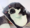 Sleepy Cat Sketchbook | 4 Styles | H20201434-37