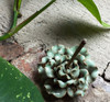 Flower Incense Holder | Small Celadon Peony | H20201373