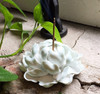 Flower Incense Holder | Large White Peony | H20201384