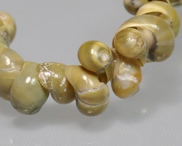 Snail Shell Yellow-green Beads 4-5mm | Sold by 1 Strand(8") | BS0112