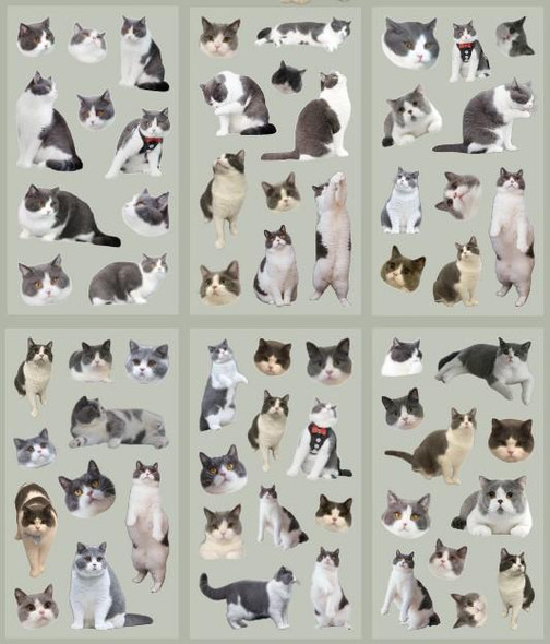 Transparent Cat Stickers | British Shorthair | 50833