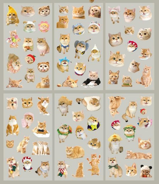Transparent Cat Stickers | Orange Cat | 50831