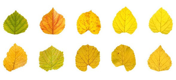 Fallen Leaves Washi Tape | Fig Leaves | 6932168436251