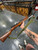 Russian Laminated Stock SKS With Bayonet Matching Numbers 7.62x39 Russian Laminated Stock SKS With Bayonet Matching Numbers 7.62x39