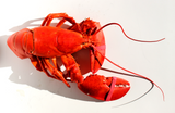 Live Lobster Image 6