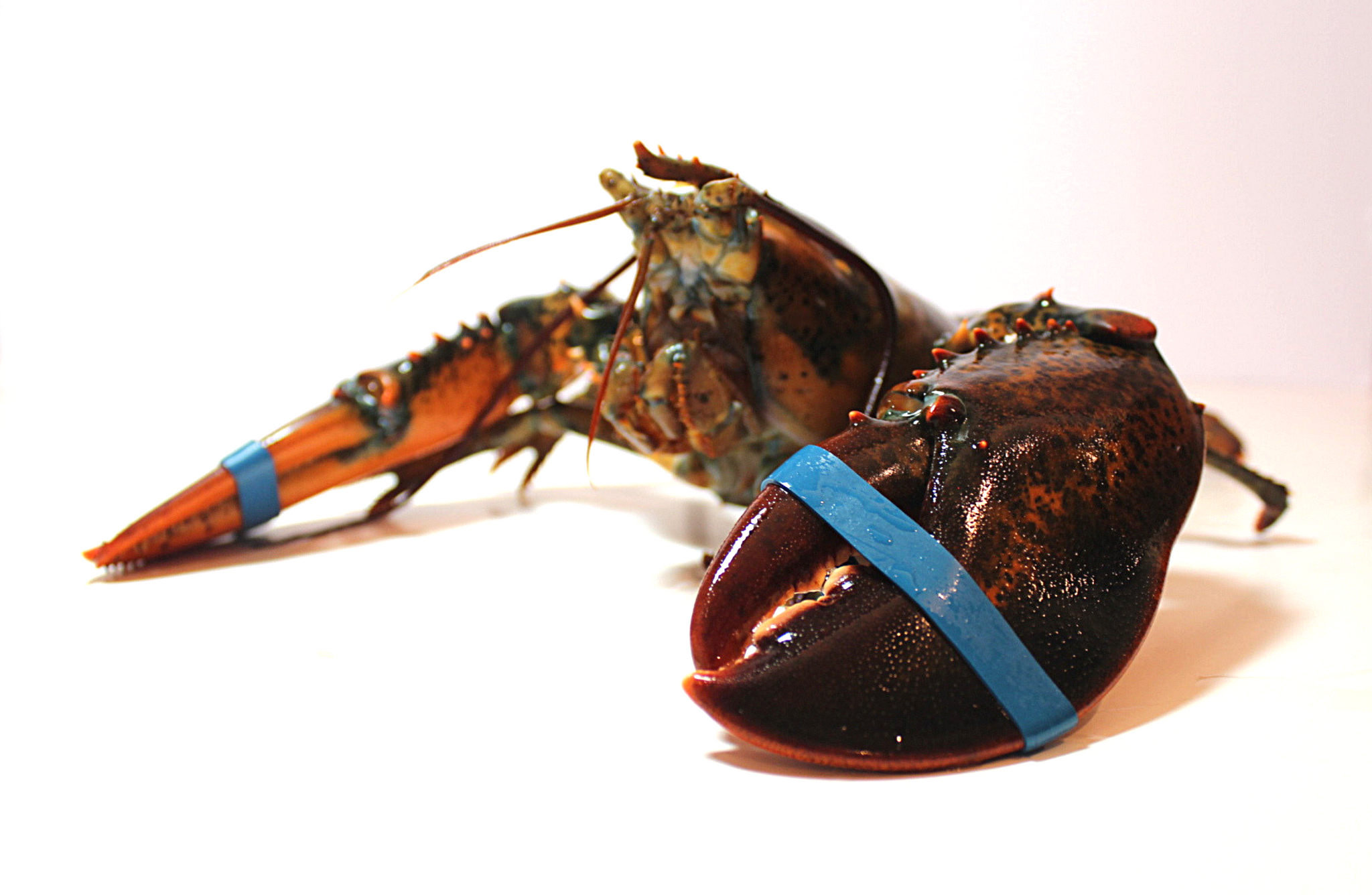 Live Lobster Image 3