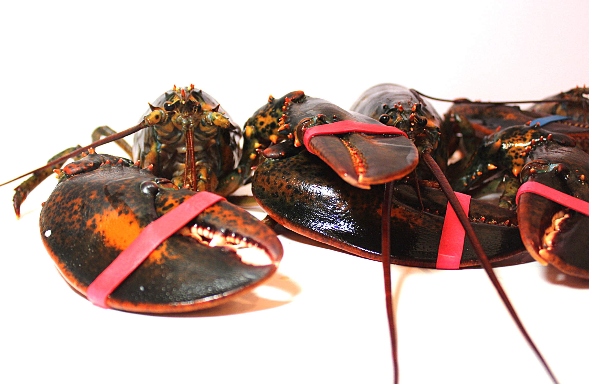 Live lobster delivered to your door