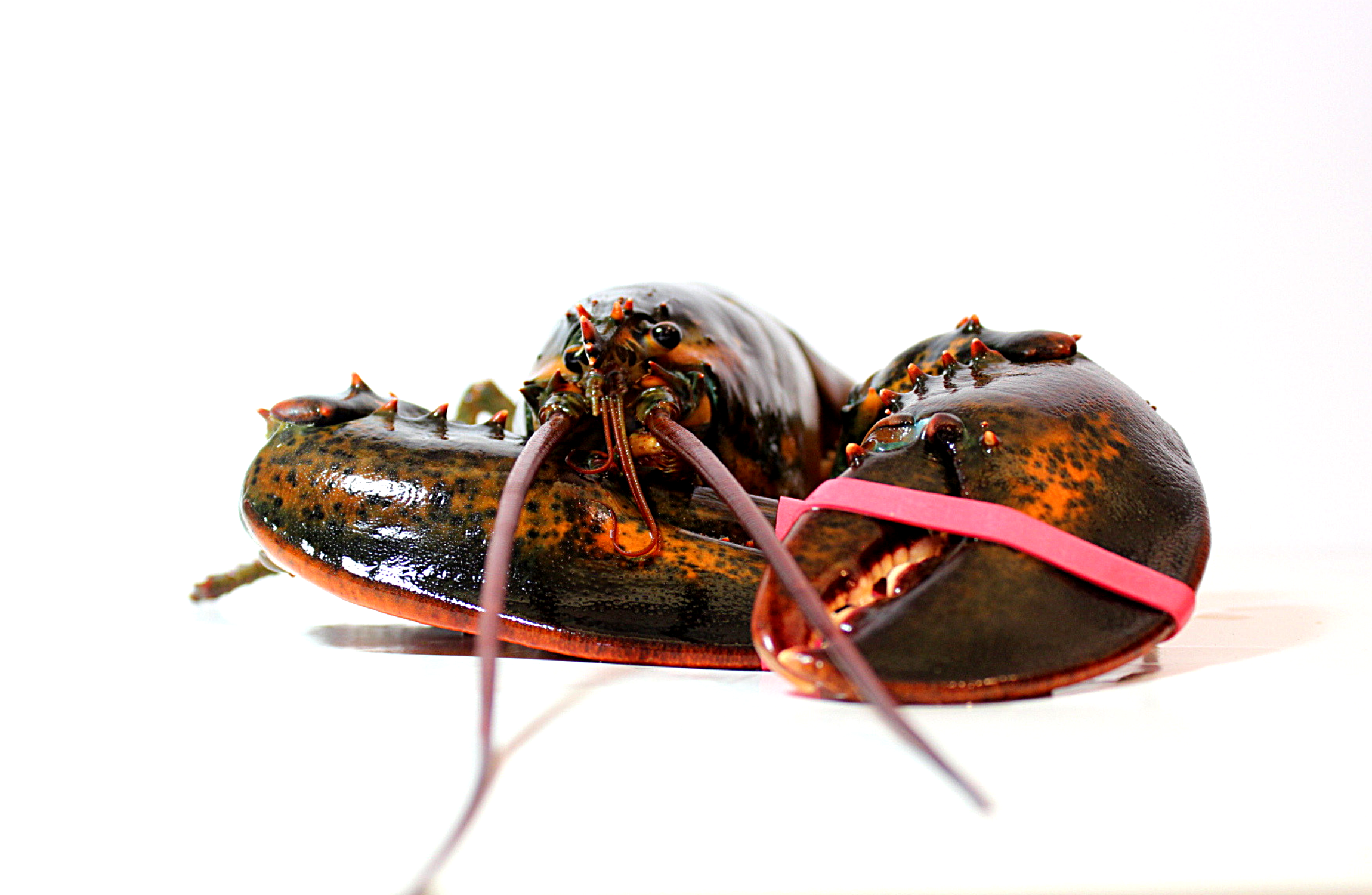 Live lobster delivered to your door