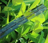 3x Smoked Black Acrylic Piano Hinges 300 mm, Continuous Plastic Hinges
