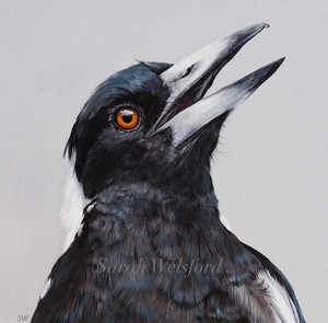 Fine Art Print  Australian Birds up close series Magpie Fine Art Print  Australian Birds up close series Magpie