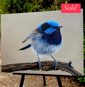 NEW Original painting Superb Fairy Wren NEW Original painting Superb Fairy Wren