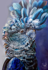 Black cockatoo 'the colours in his feathers' Australian birds up-close series