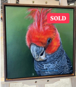 Original canvas painting Australian Bird Series Gang Gang Cockatoo 'cutie pie'  walnut stained timber float frame included