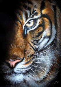 Fine Art paper print of an original painting Tiger in the shadows Fine Art paper print of an original painting Tiger in the shadows