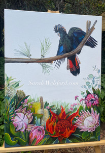 NEW Original Acrylic painting Australian native birds and flora series featuring a Red tail black cockatoo