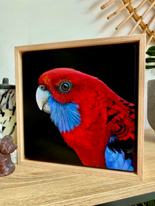 Original Painting as part of my Oak Framed Series Crimson Rosella