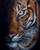 Fine Art Print Tiger ‘in the shadows’