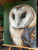 NEW Original Acrylic painting Australian Birds series 'barn owl'